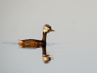 White-tufted Grebe with reflection swimming in the pond
