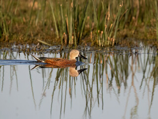 Red Shoveler swimming on the pond
