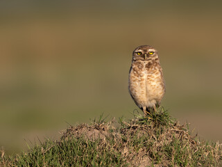  Burrowing Owl standing on the hill