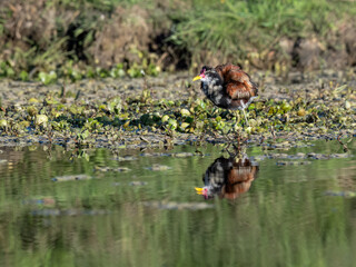 Juvenile Wattled Jacana with reflection foraging on the pond