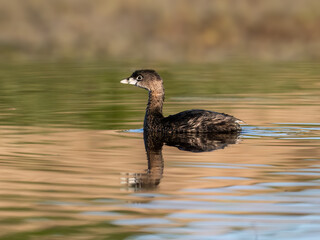 Pied-billed Grebe with reflection swimming in green and orange water of the pond