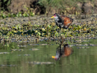 Juvenile Wattled Jacana with reflection foraging on the pond