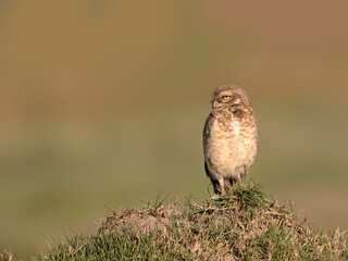  Burrowing Owl standing on the hill