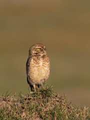  Burrowing Owl standing on the hill