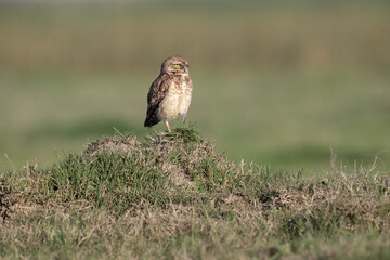 Burrowing Owl standing on the hill
