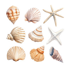 Seashells and starfish, white isolated background.