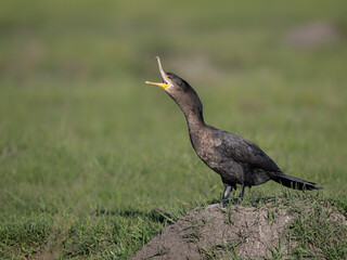 Neotropic Cormorant standing on the field and calling, portrait