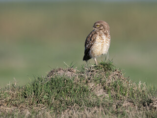 Burrowing Owl standing on the hill
