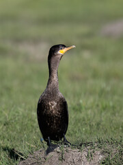Neotropic Cormorant standing on the field, portrait