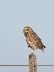 Burrowing Owl standing on the field
