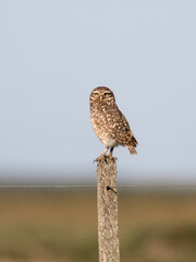 Burrowing Owl standing on the field