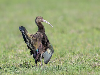 White-faced Ibis with open wings on the field with green grass
