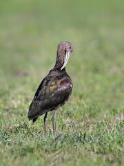 White-faced Ibis preening on the field with green grass