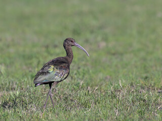 White-faced Ibis foraging on the field with green grass