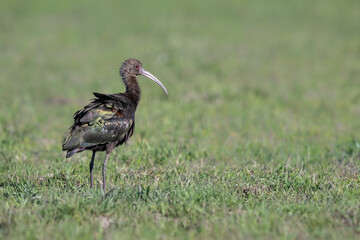 White-faced Ibis foraging on the field with green grass
