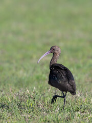White-faced Ibis foraging on the field with green grass