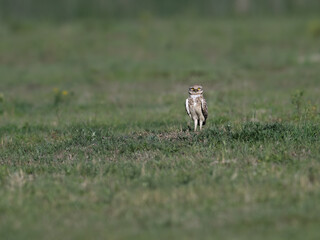 Burrowing Owl standing on the field