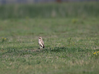 Burrowing Owl standing on the field