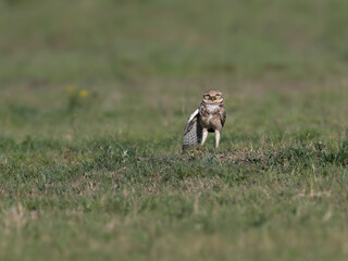Burrowing Owl standing on the field