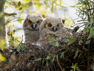 Two Great Horned Owlets in the nest