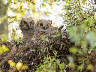 Two Great Horned Owlets in the nest