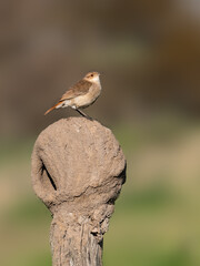 Rufous Hornero on the nest built on top of the fence post
