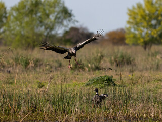 Southern Screamer inflight landing on the field