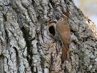 Scimitar-billed Woodcreeper holding a bug and standing on tree trunk