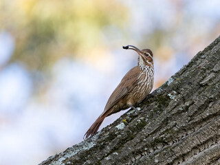 Scimitar-billed Woodcreeper holding a bug and standing on tree trunk