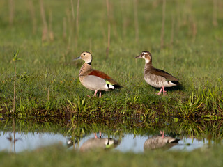 Male and Female Ringed Teal with reflection standing on grass