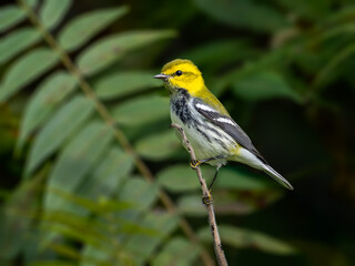 Black-throated Green Warbler on tree branch in fall