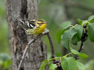 Black-throated Green Warbler on tree branch in fall