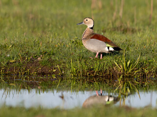Male Ringed Teal with reflection standing on grass