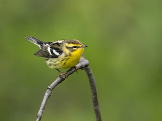 Black-throated Green Warbler on tree branch against green background in fall