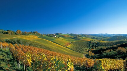 Fototapeta premium Golden Harvest Rolling Hills Vineyard Views