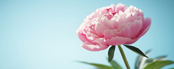 Beautiful pink peony flower against a soft blue background.