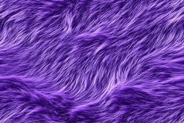 Fototapeta premium Colorful purple background fur texture , isolated on white background, , copy space for text,