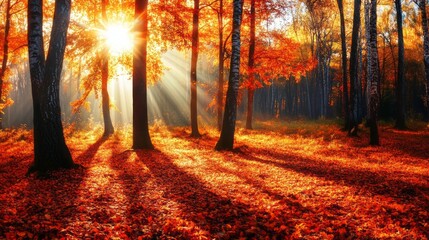 Golden Autumn Forest Sunlight Bathes Vibrant Leaves