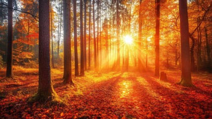 Fototapeta premium Golden Autumn Forest Sunlight Bathes Red Orange Leaves