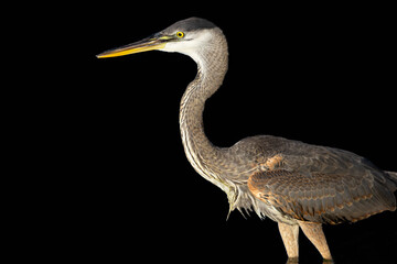 Great Blue Heron Portrait on Black Background is sharp and dramatic in detail