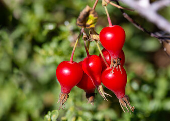 Autumn ripe rose hips fruit of California Wild Rose glistens red in bright sunshine