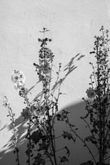 détails d'architecture dans le village de Sait Denis en Charentes Maritimes sur l'île d'Oléron en France