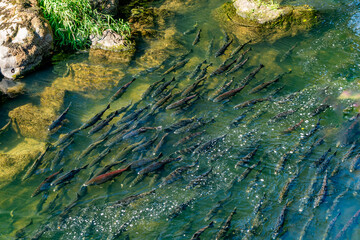 Deschutes River Salmon 3