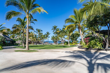The coconut tree (Cocos nucifera) is a member of the palm tree family (Arecaceae) and the only...