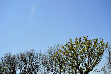 A few trees  and the sky