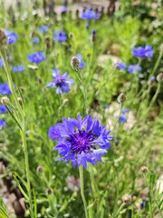 Close-up of a vibrant blue cornflower blooming in a natural garden setting with blurred green foliage in the background