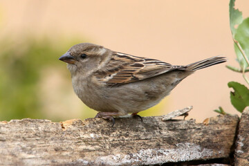 Female House Sparrow, Passer domesticus