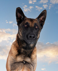 malinois in nature