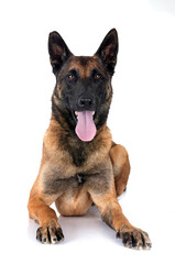 malinois in studio