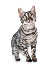 bengal kitten in studio